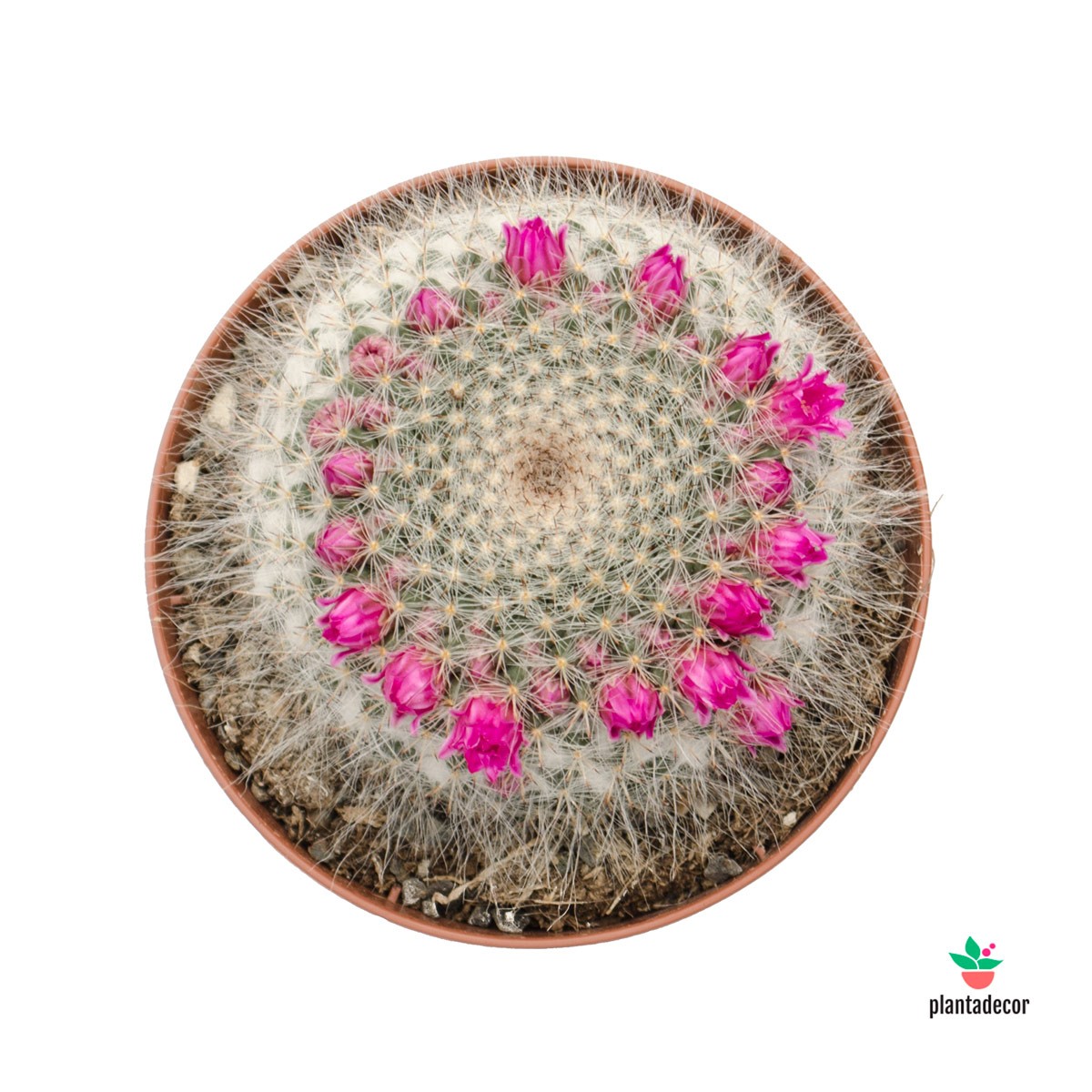 Mammillaria Hahniana cactus