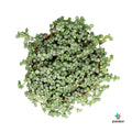 Comprar Pilea Plantadecor