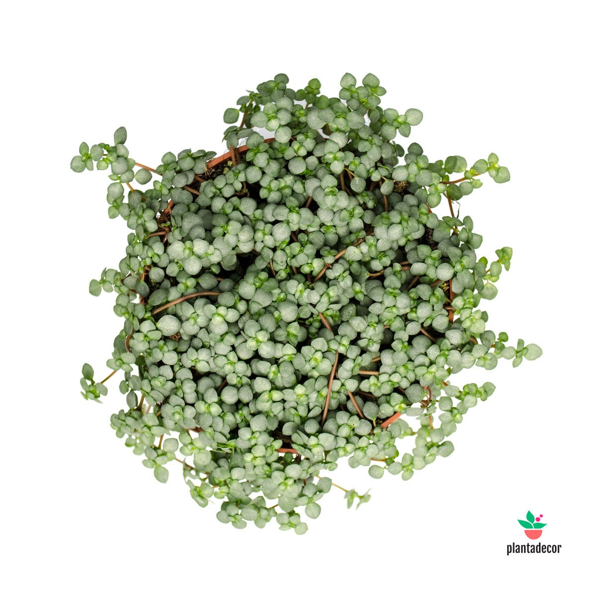 Comprar Pilea Plantadecor