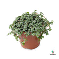 Pilea Glaucophylla Greyzy Plantadecor