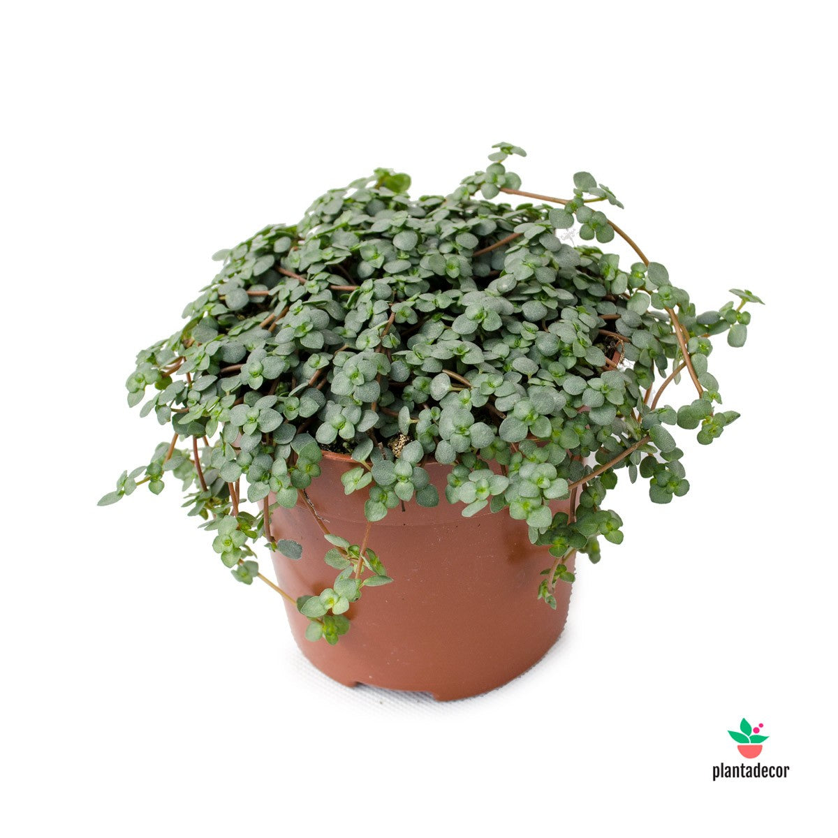 Pilea Glaucophylla Greyzy Plantadecor