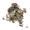 Tradescantia Zebrina comprar