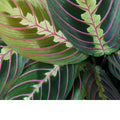 Maranta Leuconera