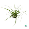 Beaucarnea recurvata mini