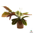 Maranta Leuconera 