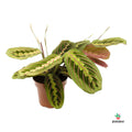 Maranta Leuconera 