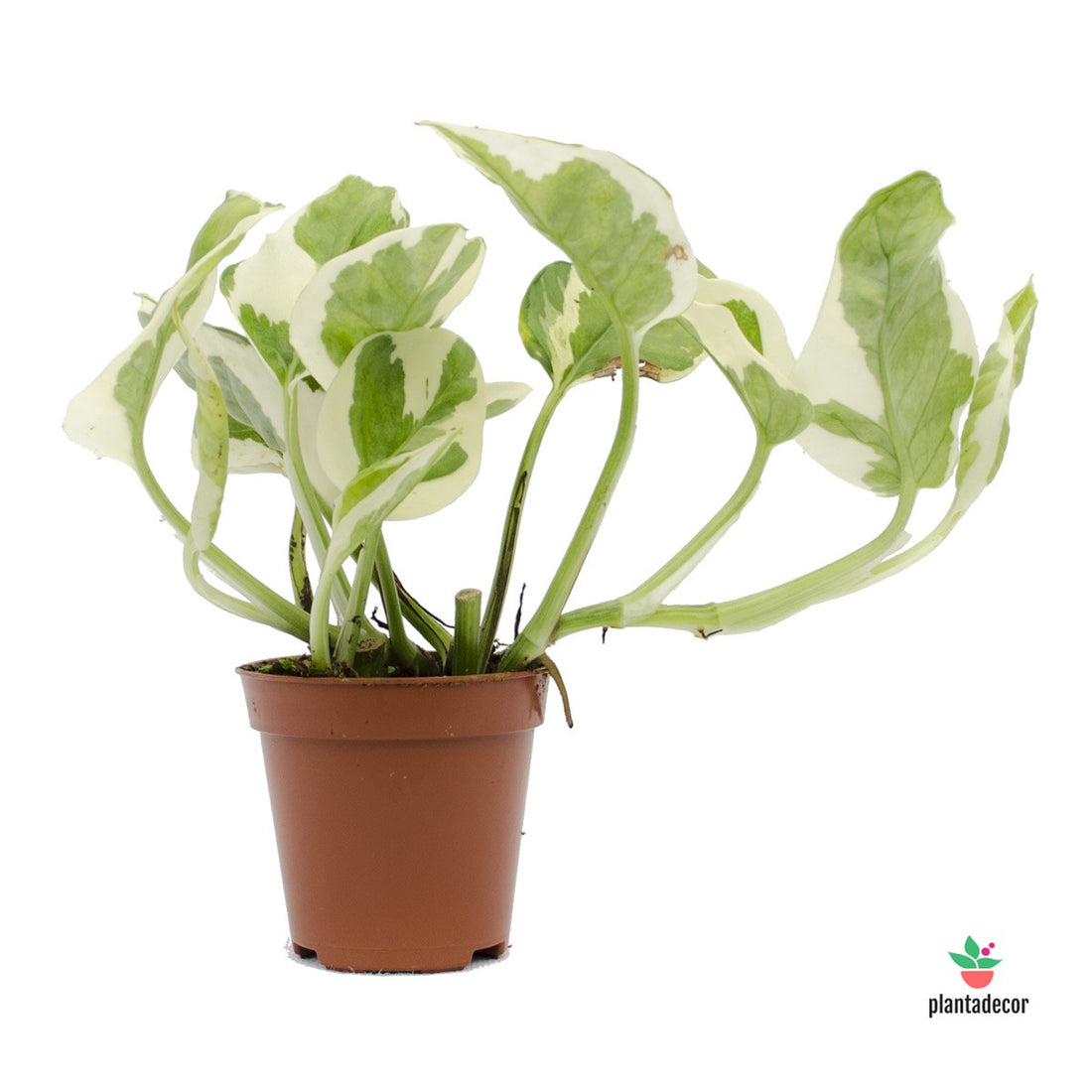 Epipremnum Aereum Njoy