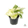 Epipremnum Pinnatum 