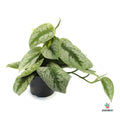 Scindapsus Pictus Trebie