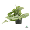 Scindapsus Pictus Trebie