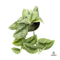 Scindapsus Pictus Trebie