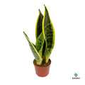 Sanseveria trifa