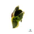 Sanseveria comprar