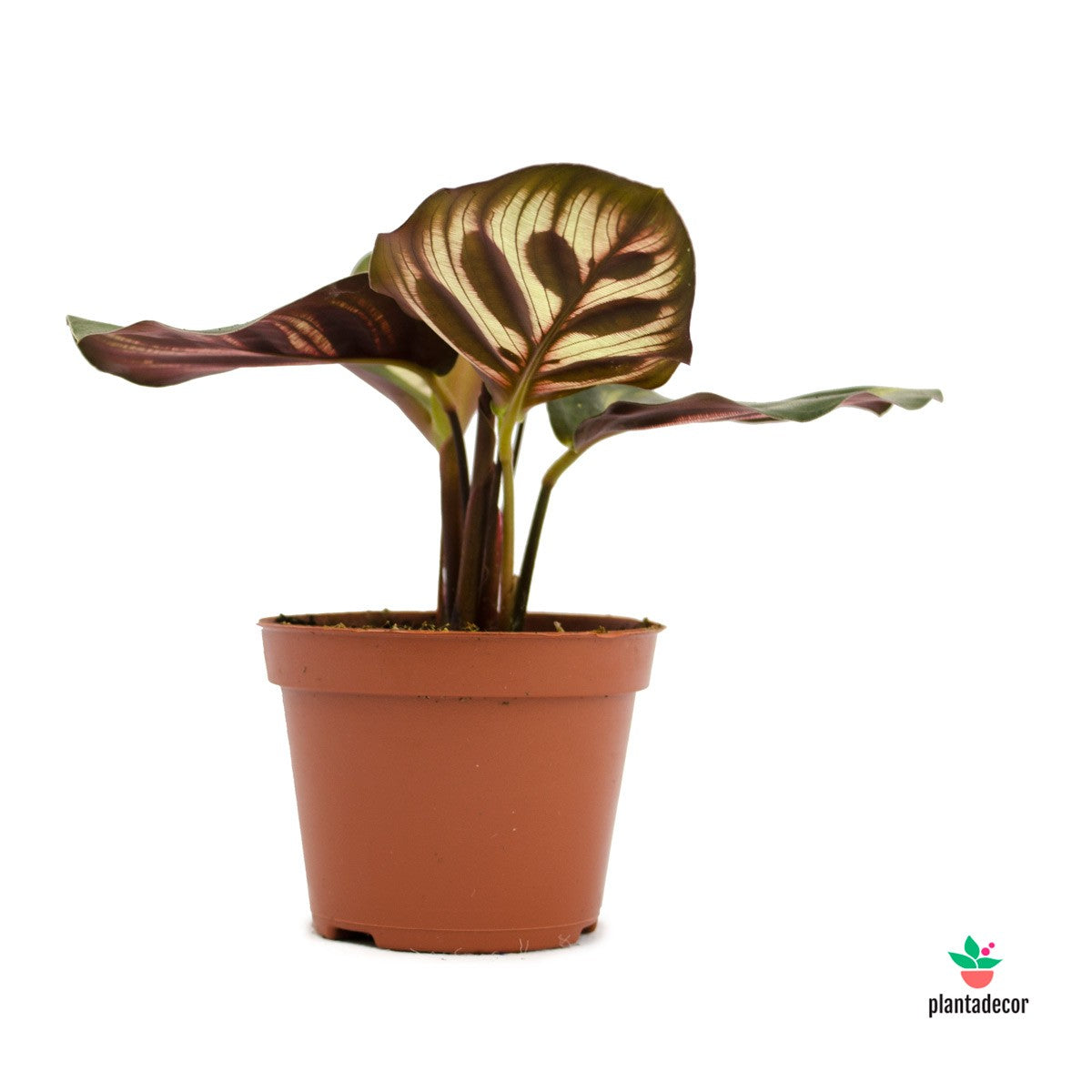 Calathea Makoyana mini