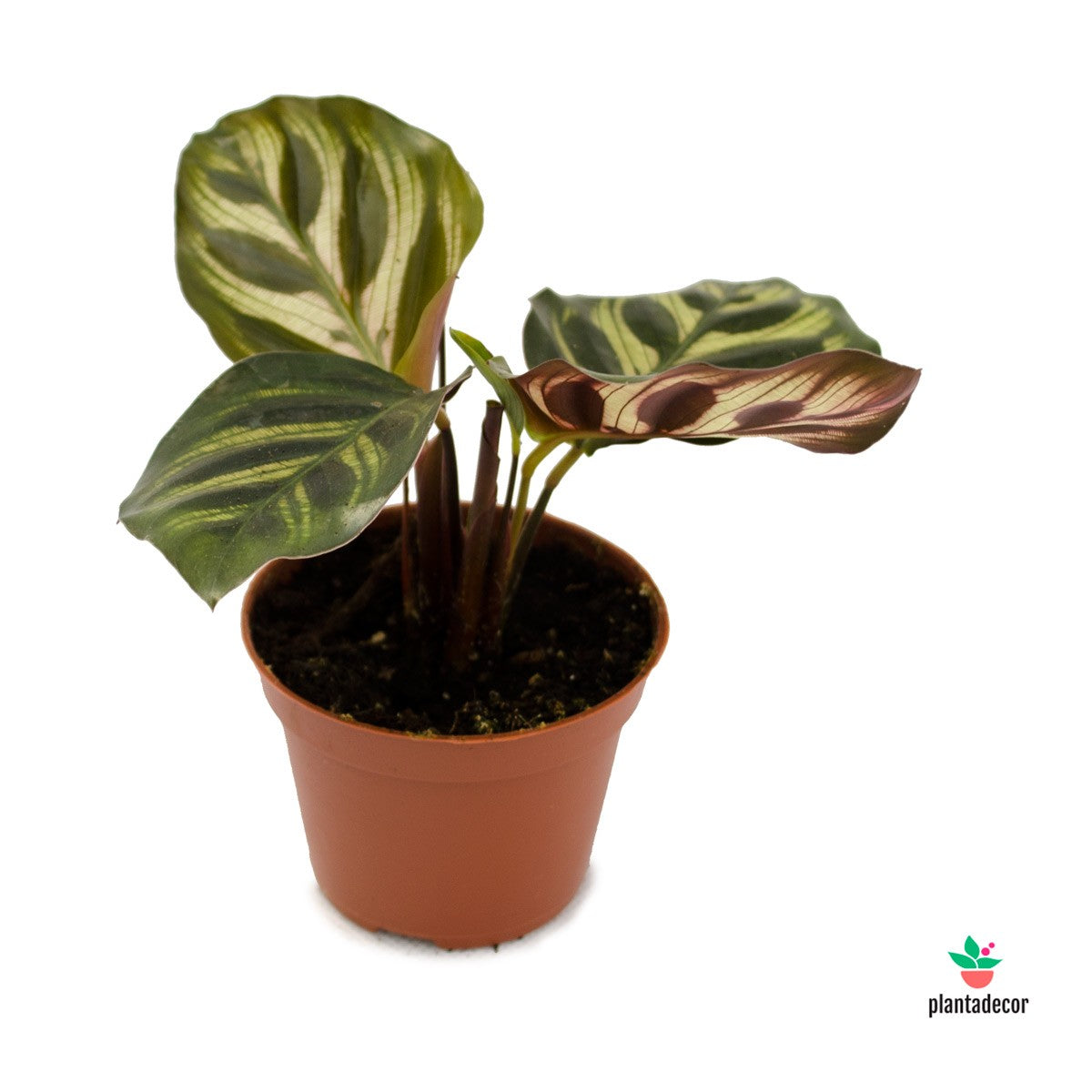 Calathea Makoyana