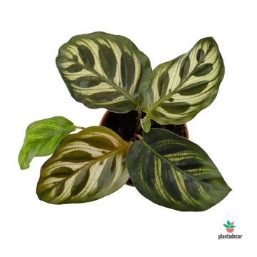 Calathea Makoyana "Mini"