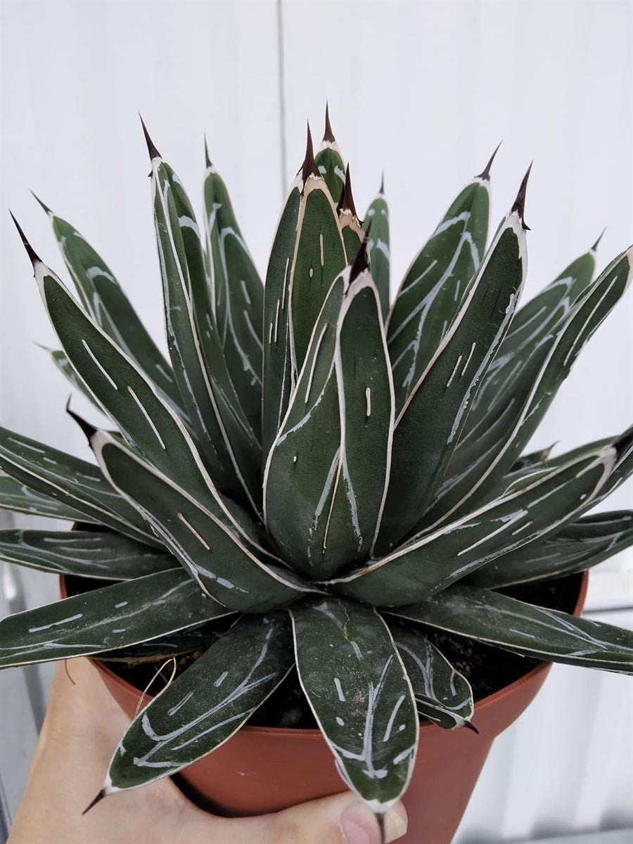 Agave Victoriae-Reginae Riego