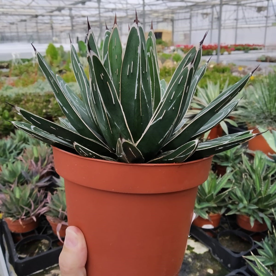 Agave Victoriae-Reginae Riego