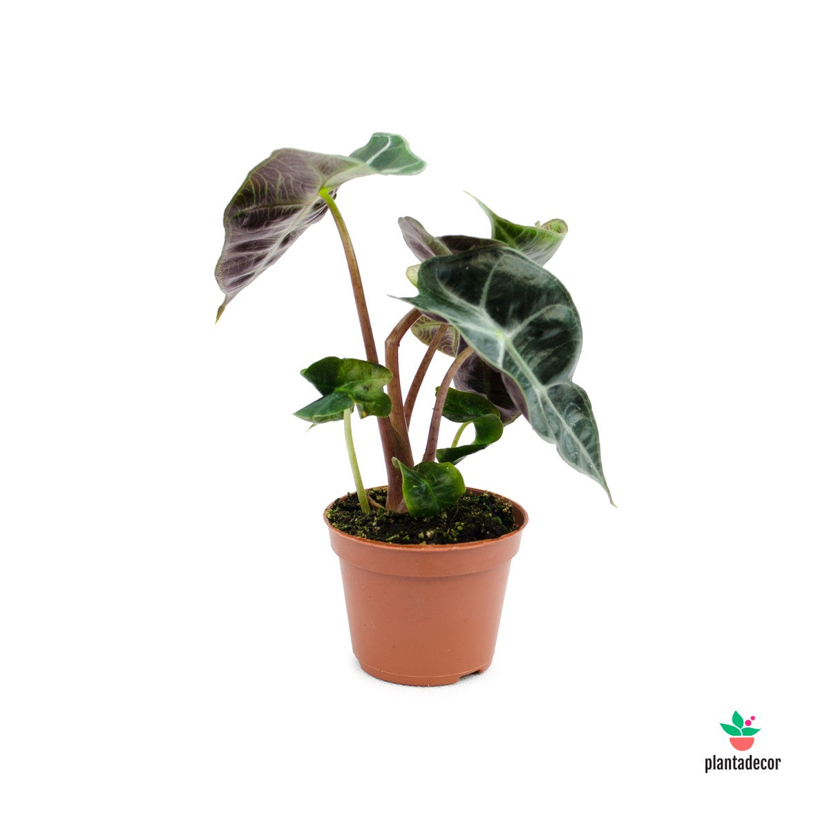 Alocasia Amazonica Polly