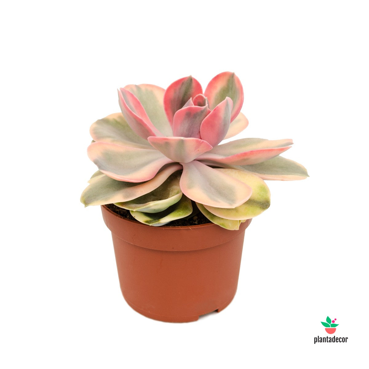 Echeveria Rainbow