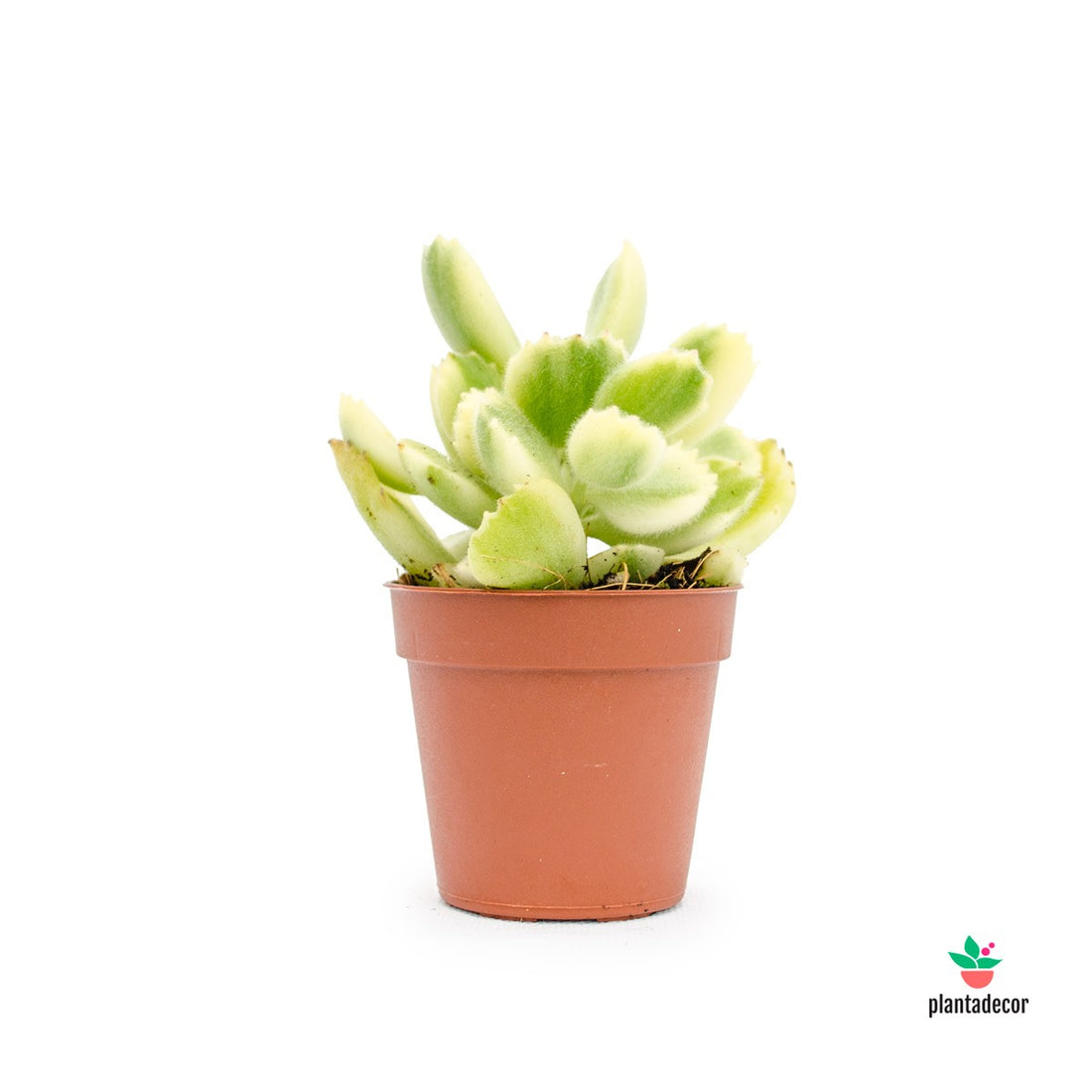 Cotyledon LadismithienSís "White Panda" - Mini