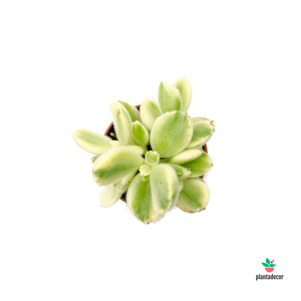 Cotyledon LadismithienSís "White Panda" - Mini