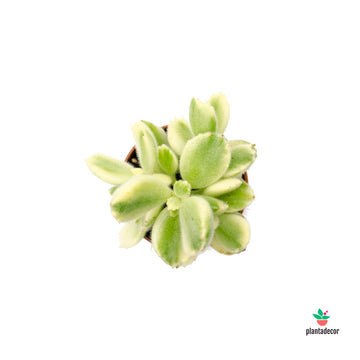 Cotyledon LadismithienSís "White Panda" - Mini