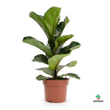 Ficus Lyrata 'Bambino'
