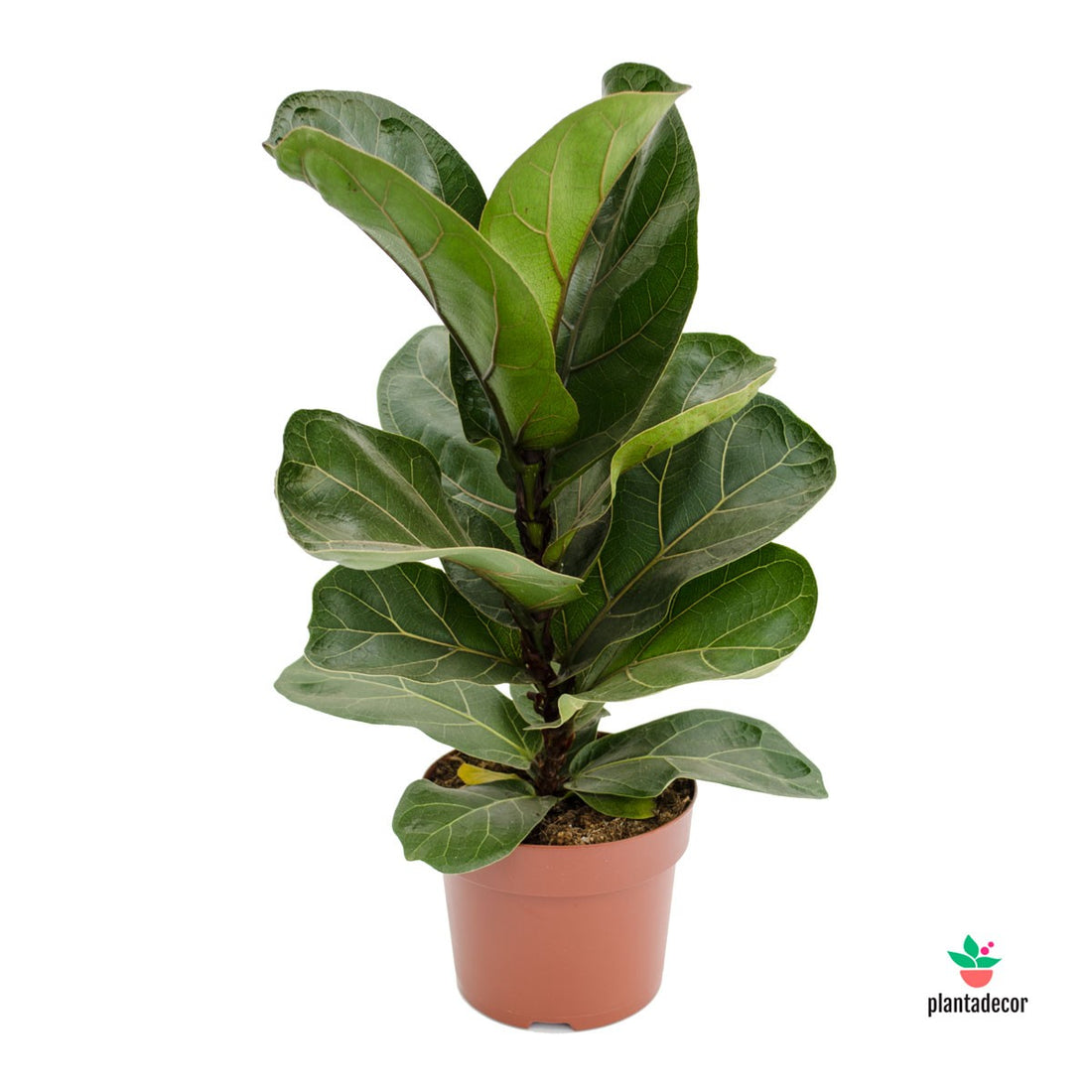 Ficus Lyrata Bambino