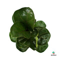 Ficus Lyrata Bambino