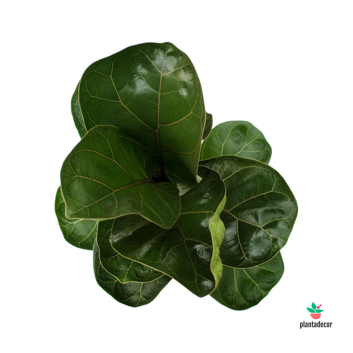 Ficus Lyrata Bambino