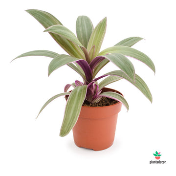 Tradescantia Spathacea Sitara "Purple Flame"