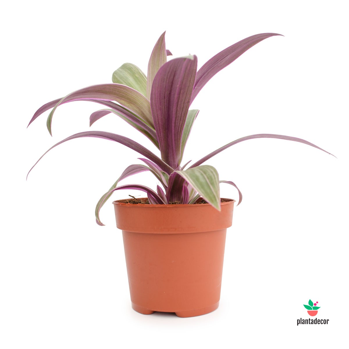 Tradescantia Spathacea Sitara