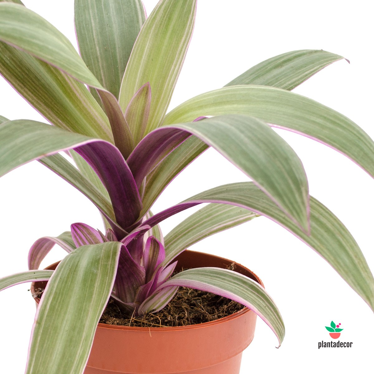 Tradescantia Sitara comprar