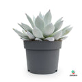 Echeveria Colorata comprar