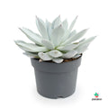 Echeveria Colorata Mexican Giant
