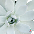 Echeveria Colorata
