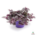 Tradescantia Zebrina  purple passion