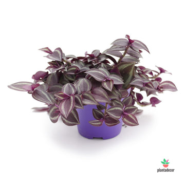 Tradescantia Zebrina  purple passion