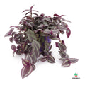 comprar Tradescantia Zebrina