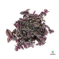 Tradescantia Zebrina