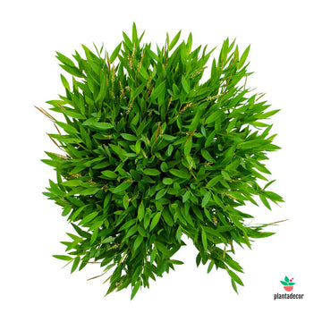 Pogonatherum Paniceum var. Monica