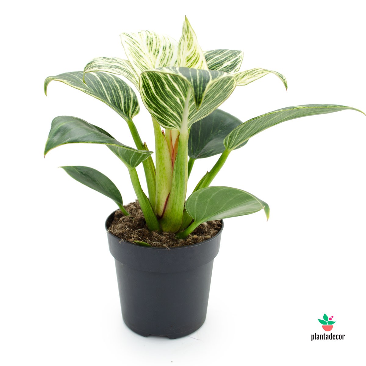 comprar Philodendron White Measure