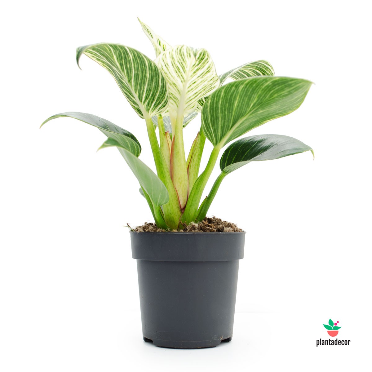 Philodendron White comprar