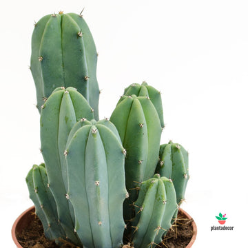 Myrtillocactus Geometrizans