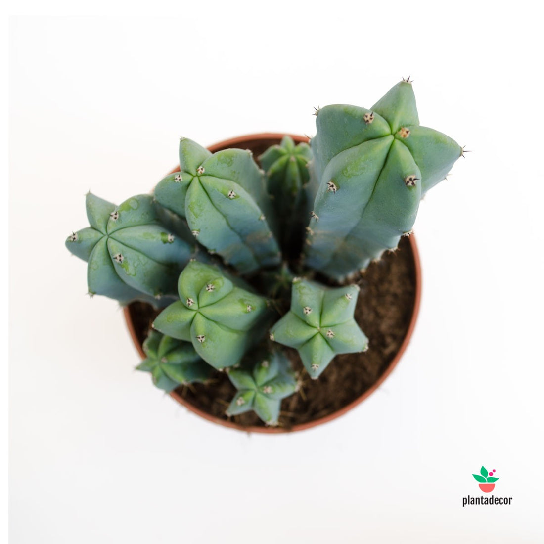 Myrtillocactus Geometrizans