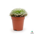 Sempervivum Arachnoideum mini