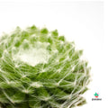 Sempervivum Arachnoideum