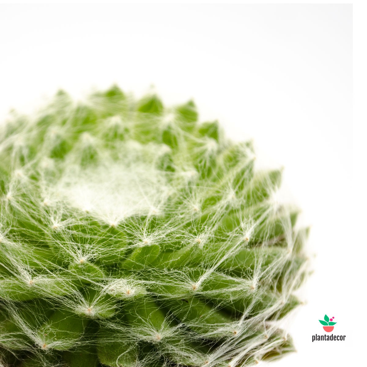 Sempervivum Arachnoideum