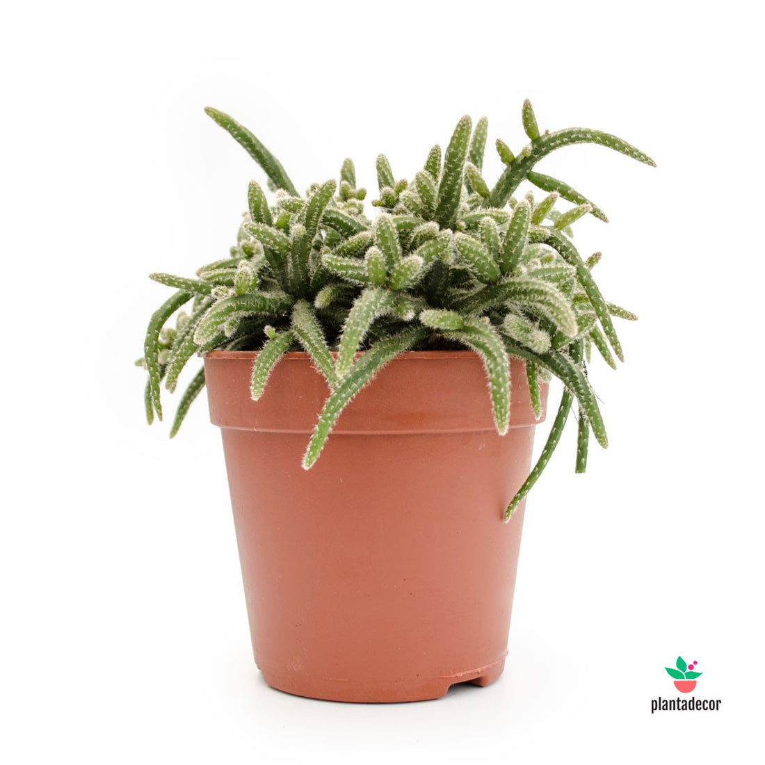 Rhipsalis Bacciferia Horrida